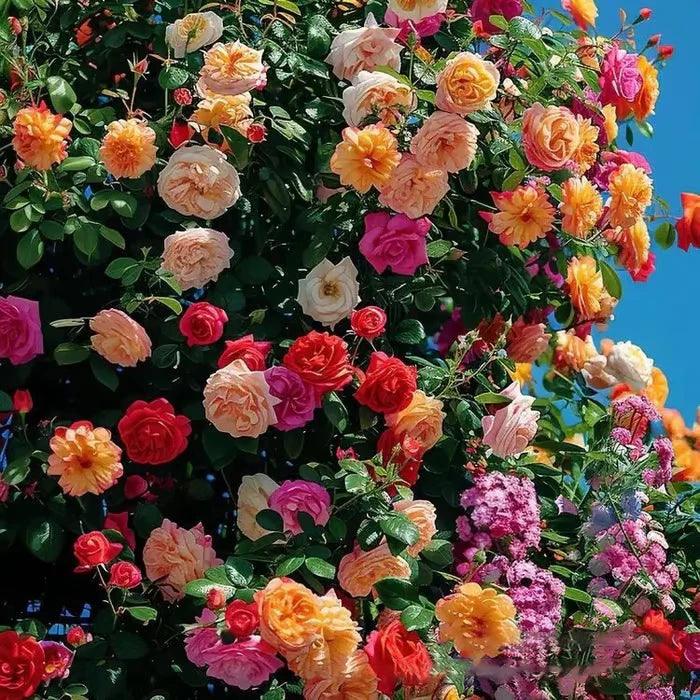 Sementes de Flores de Rosa Trepadeira