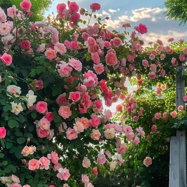 Sementes de Flores de Rosa Trepadeira