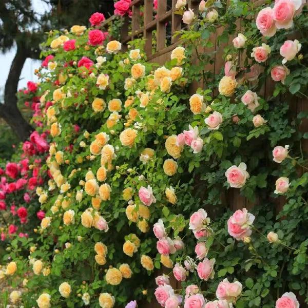 Sementes de Flores de Rosa Trepadeira