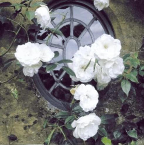 Sementes de Flores de Rosa Trepadeira
