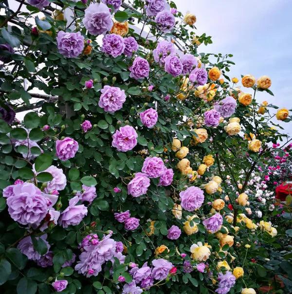 Sementes de Flores de Rosa Trepadeira