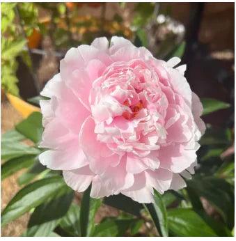 Peônias da Rainha: Floresça seu Jardim