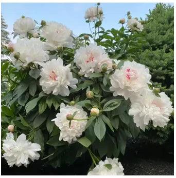Peônias da Rainha: Floresça seu Jardim