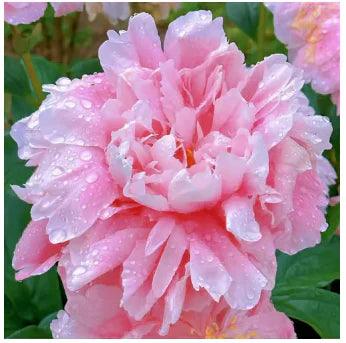 Peônias da Rainha: Floresça seu Jardim
