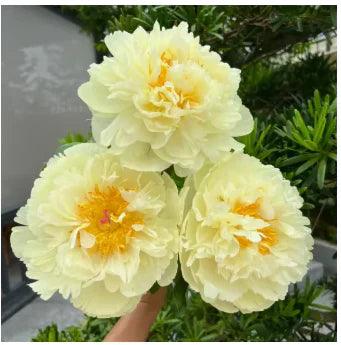 Peônias da Rainha: Floresça seu Jardim
