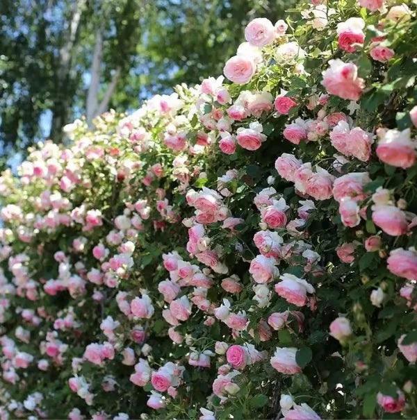 Sementes de Flores de Rosa Trepadeira