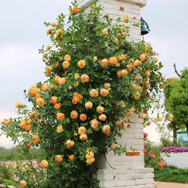 Sementes de Flores de Rosa Trepadeira