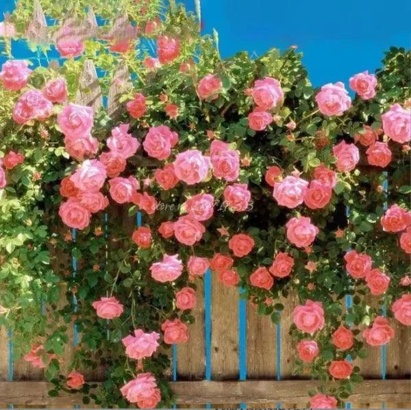 Sementes de Flores de Rosa Trepadeira