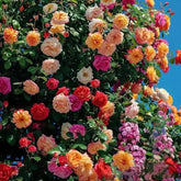 Sementes de Flores de Rosa Trepadeira
