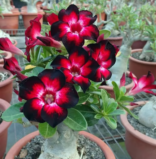 Rosa do Deserto: Floresça seu Jardim + [BRINDE ESPECIAL]