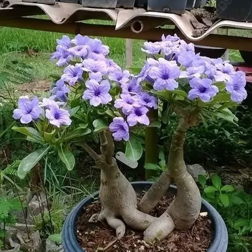 Rosa do Deserto: Floresça seu Jardim + [BRINDE ESPECIAL]