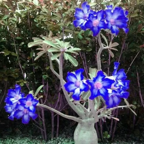 Rosa do Deserto: Floresça seu Jardim + [BRINDE ESPECIAL]