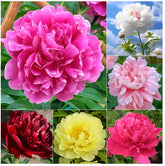 Peônias da Rainha: Floresça seu Jardim