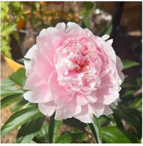 Peônias da Rainha: Floresça seu Jardim