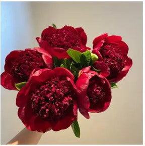 Peônias da Rainha: Floresça seu Jardim