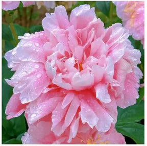 Peônias da Rainha: Floresça seu Jardim