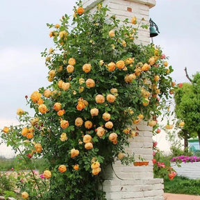 Sementes de Flores de Rosa Trepadeira