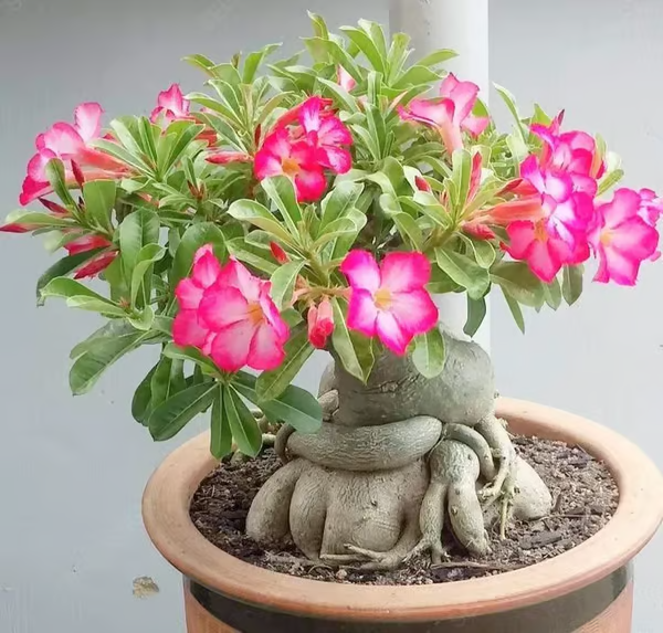 Rosa do Deserto: Floresça seu Jardim + [BRINDE ESPECIAL]