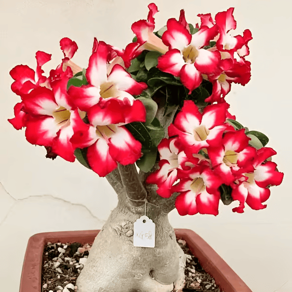 Rosa do Deserto: Floresça seu Jardim + [BRINDE ESPECIAL]