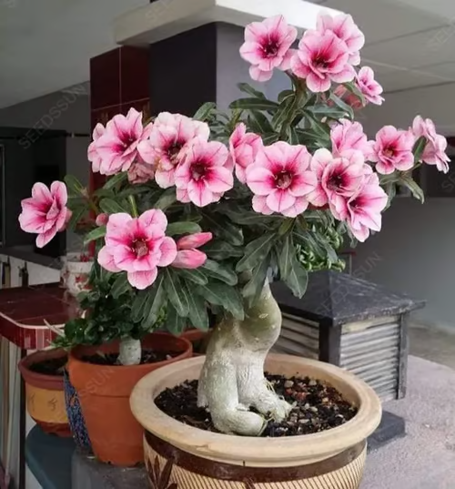Rosa do Deserto: Floresça seu Jardim + [BRINDE ESPECIAL]